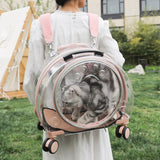 Clear pet carrier with pink straps carried on the back, a cat inside